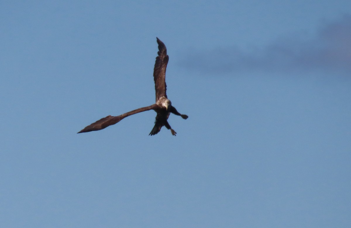 hvithodehavørn - ML647483924