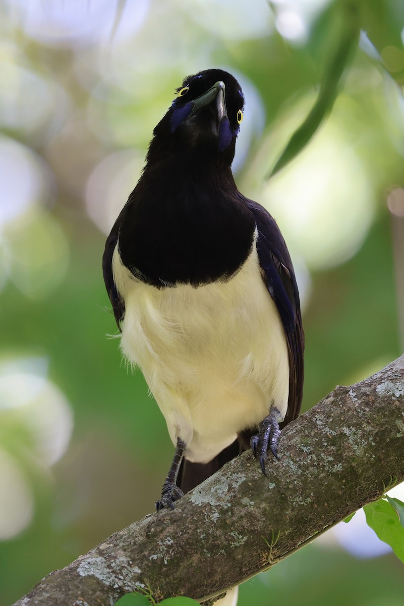 plysjskrike - ML647483925