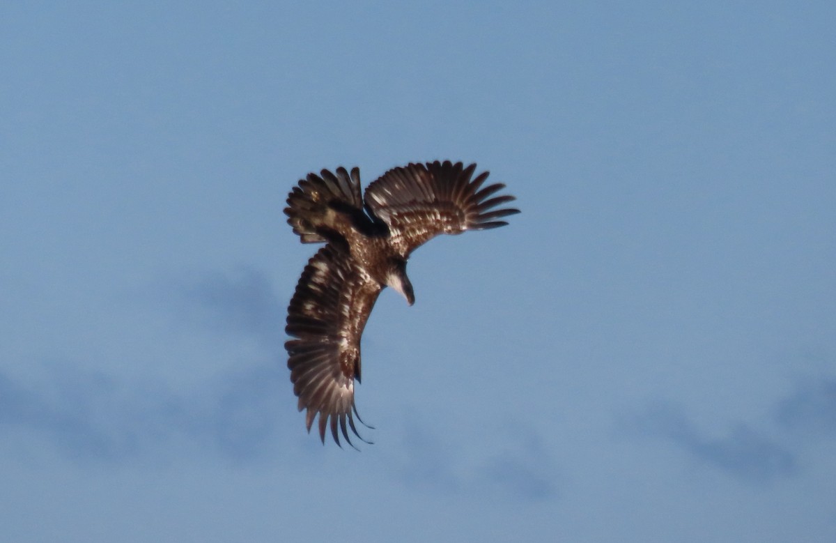 hvithodehavørn - ML647483927