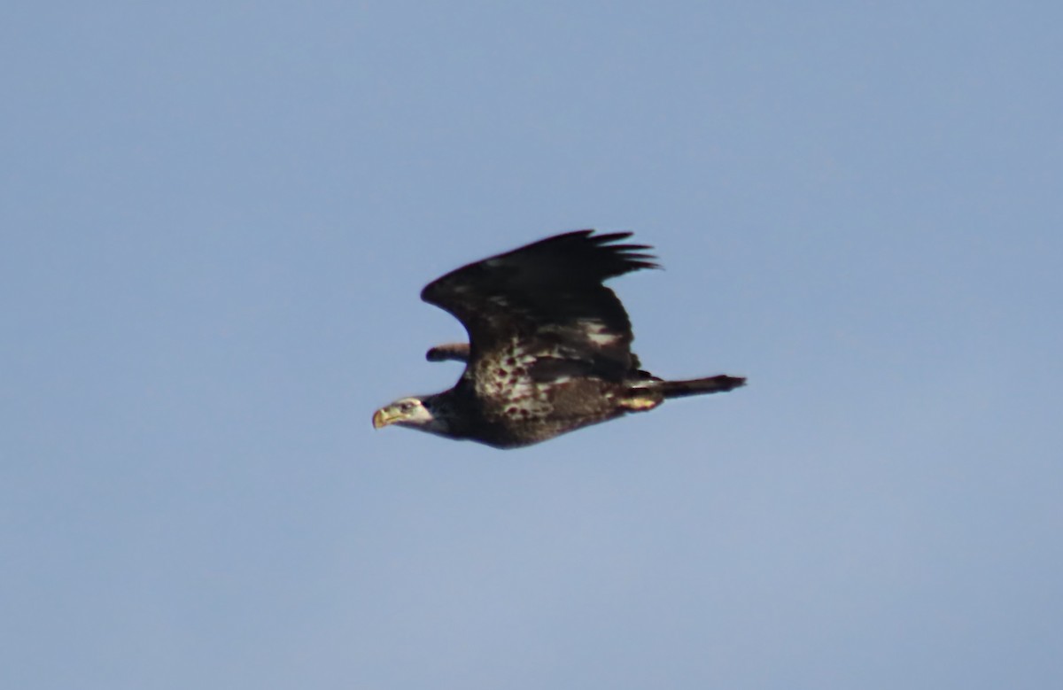 hvithodehavørn - ML647483930