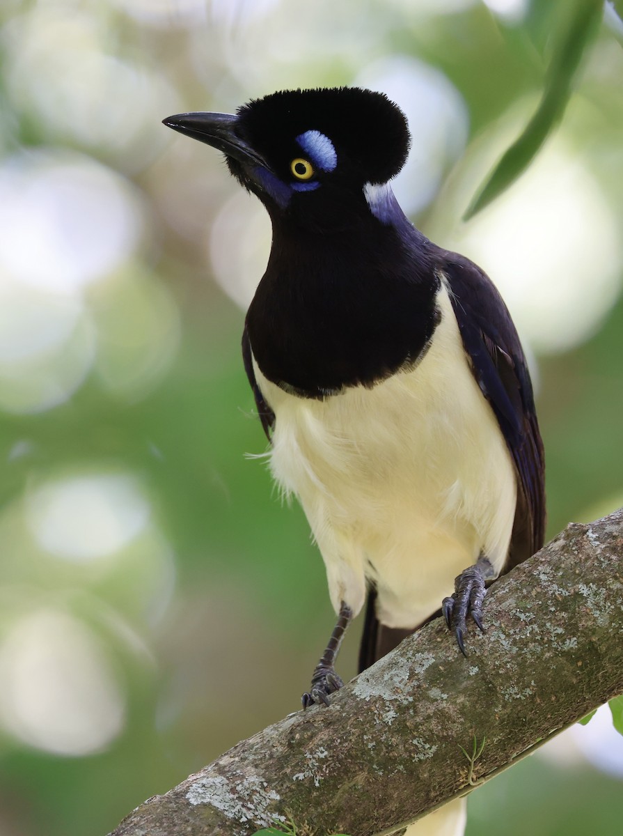 plysjskrike - ML647483934