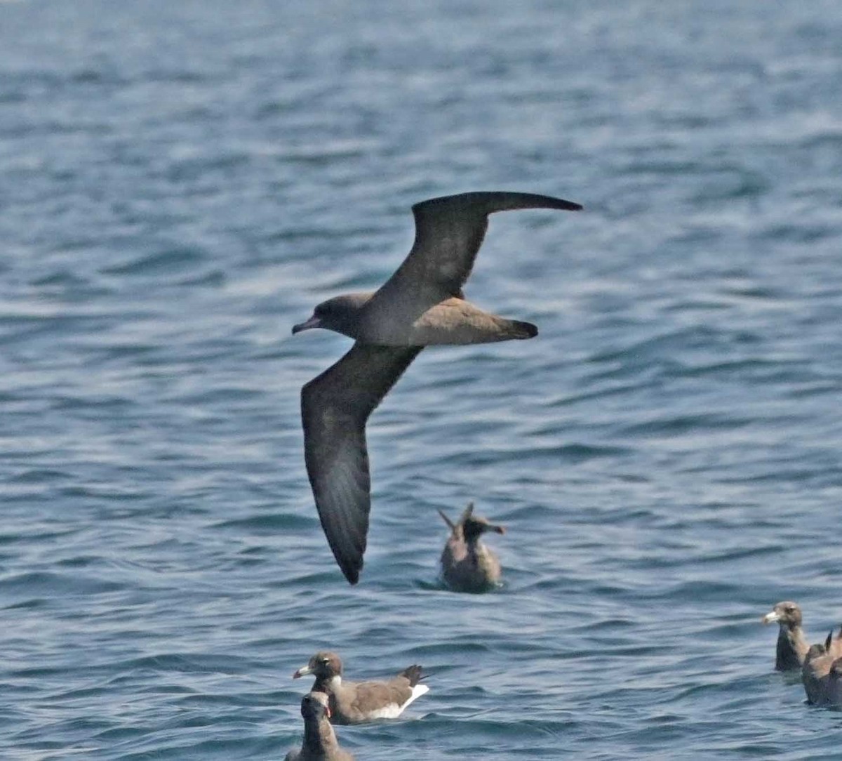 lysbeinlire - ML647483936