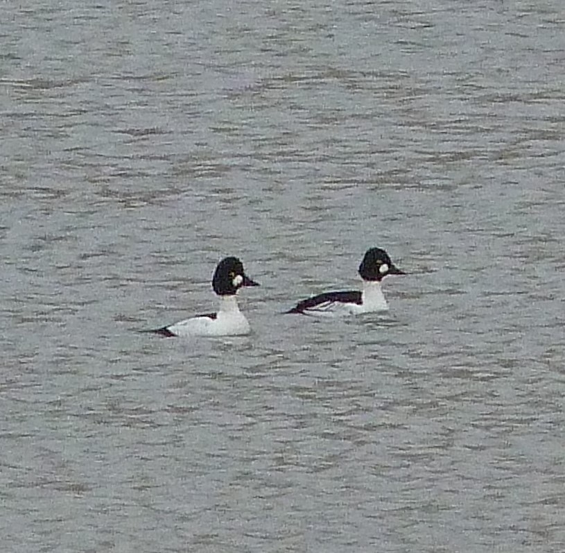 kvinand - ML647483937