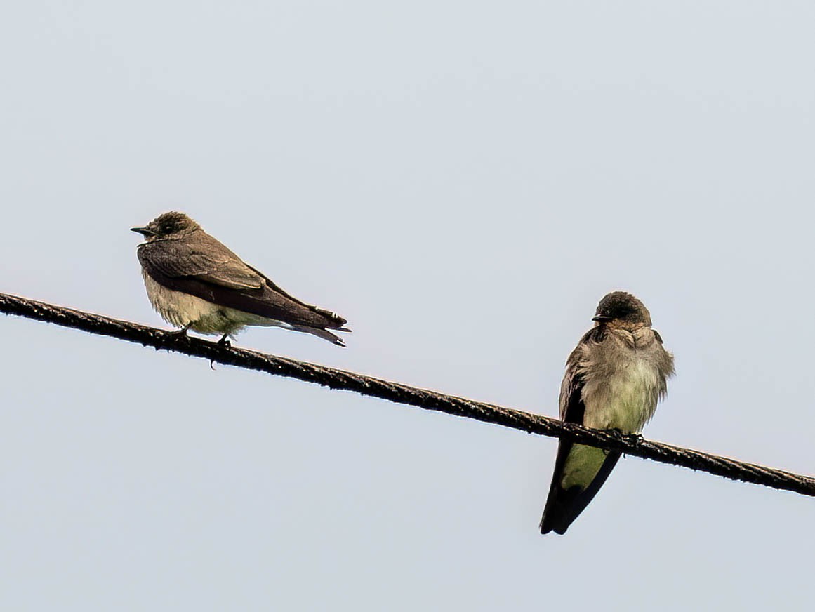 sørtaggsvale - ML647483938