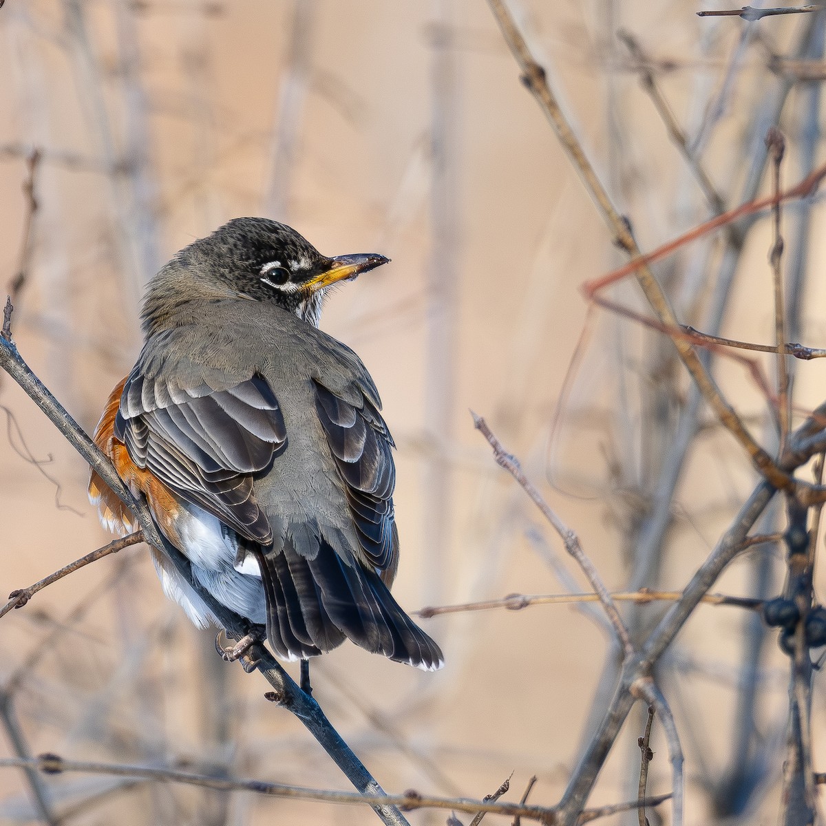 American Robin (migratorius Group) - ML647483939