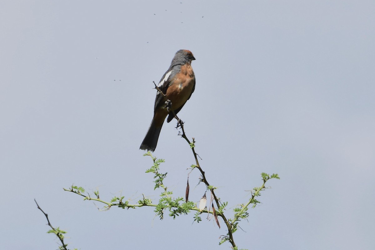 White-tipped Plantcutter - ML647483942