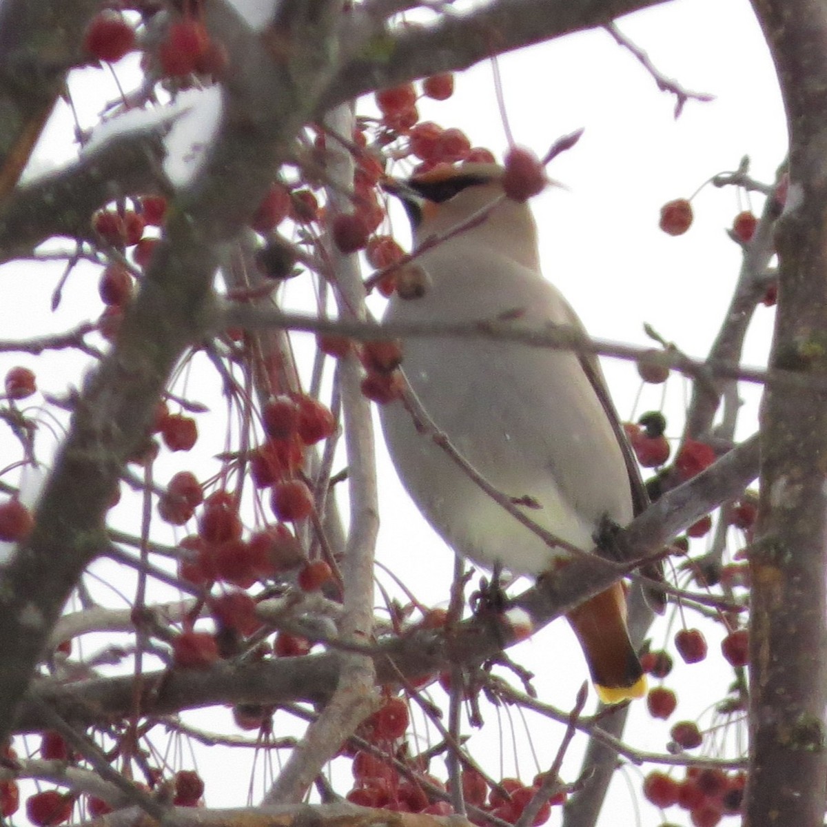 Bohemian Waxwing - ML647483947