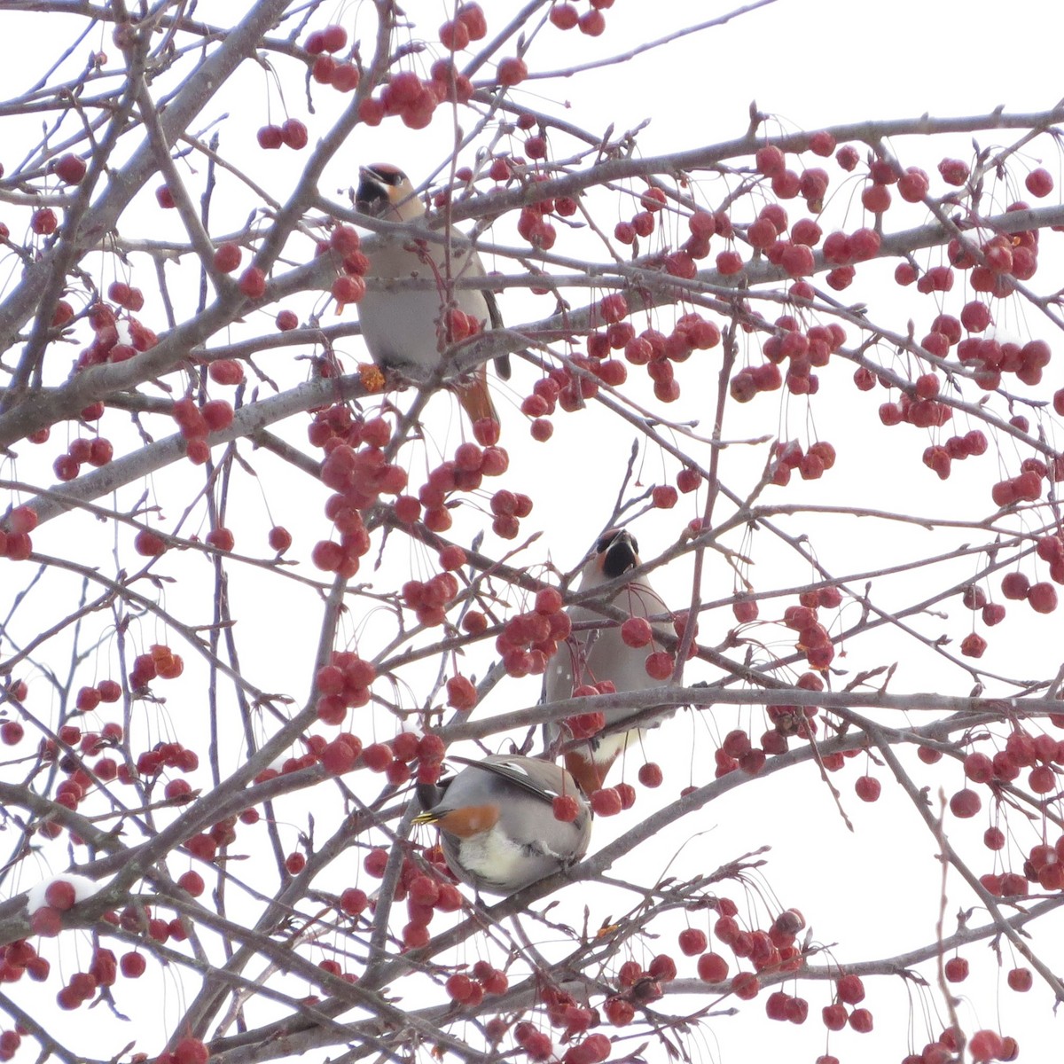 Bohemian Waxwing - ML647483949