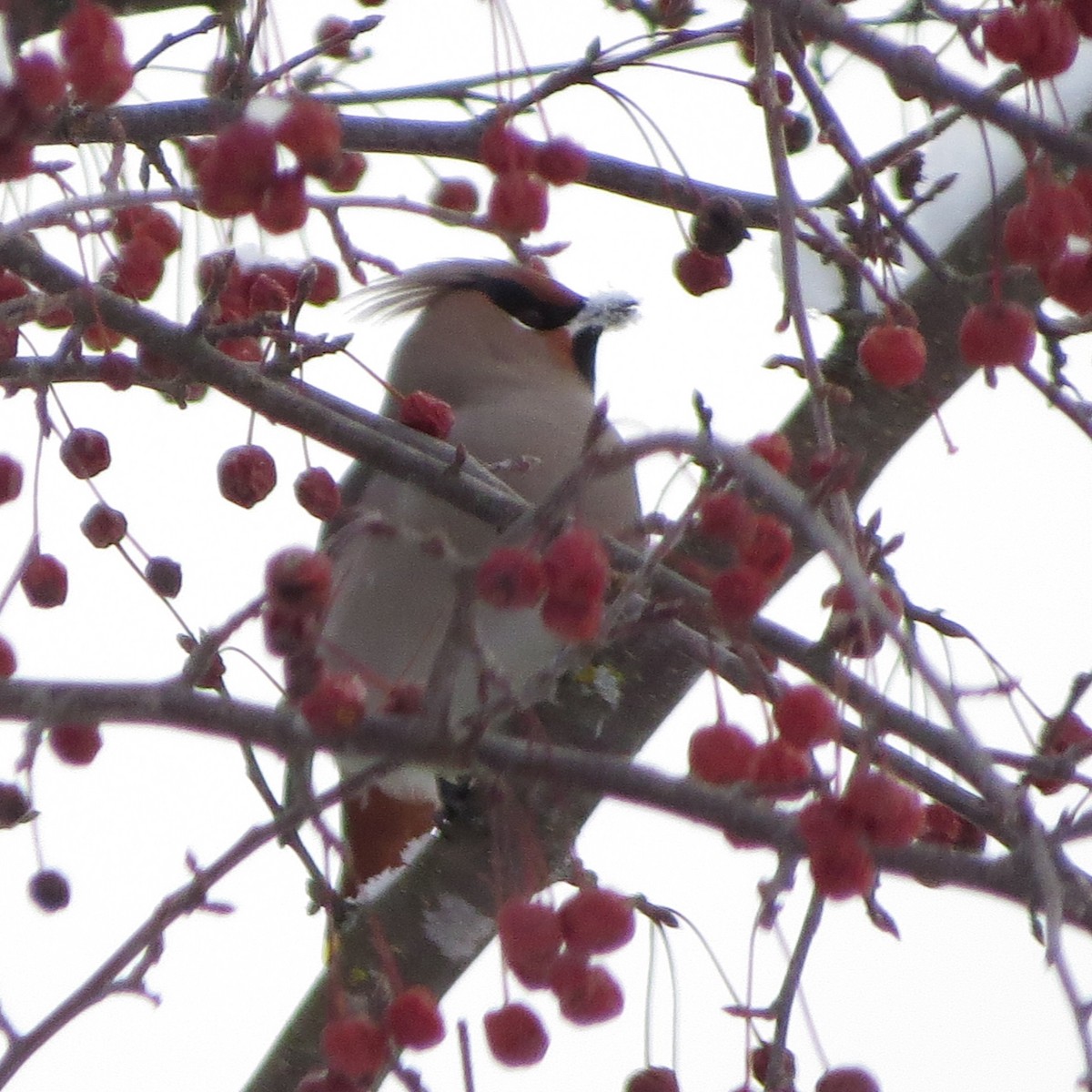 Bohemian Waxwing - ML647483950