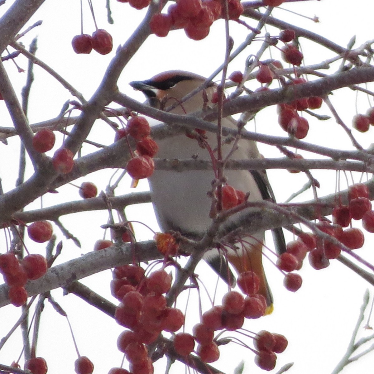 Bohemian Waxwing - ML647483951