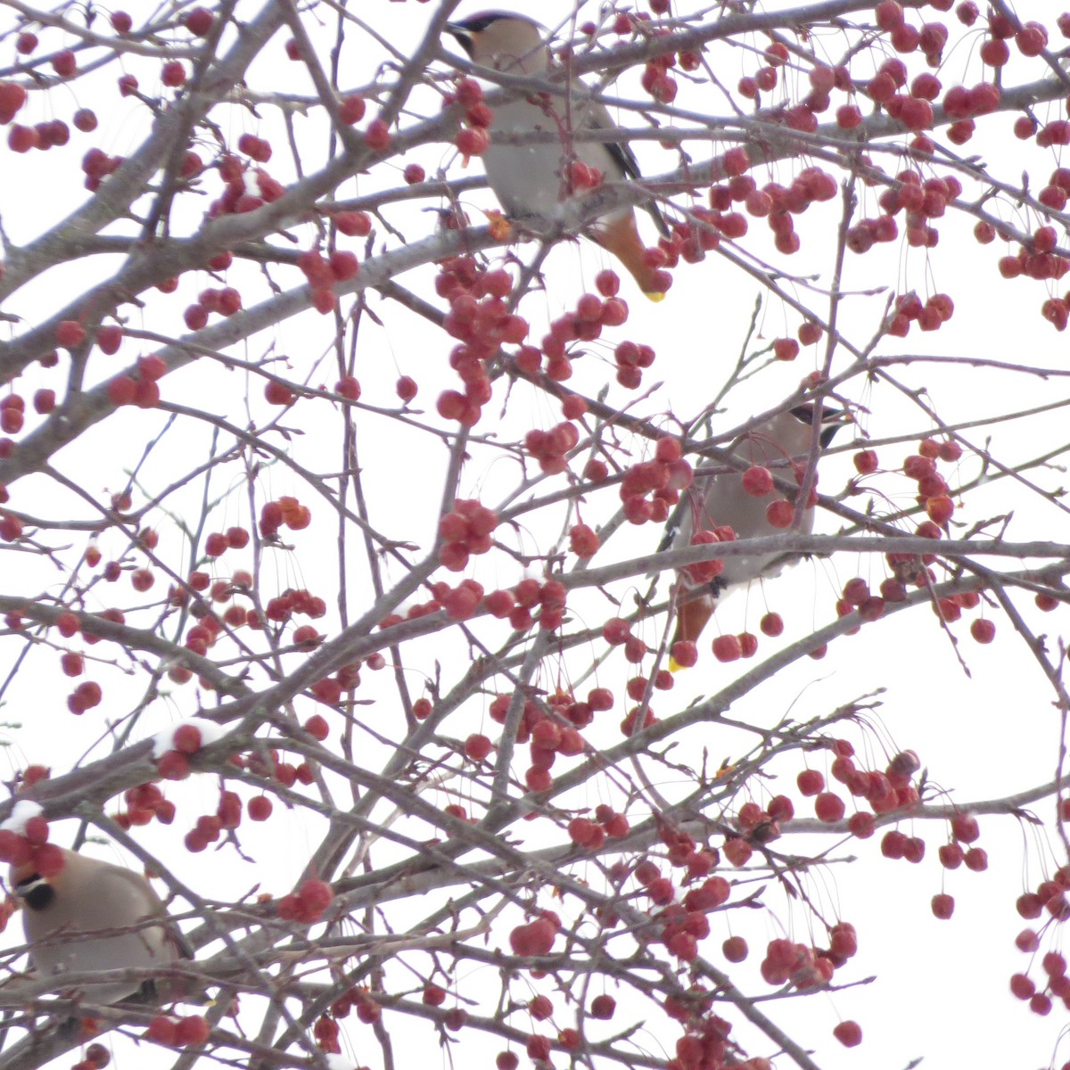 Bohemian Waxwing - ML647483952