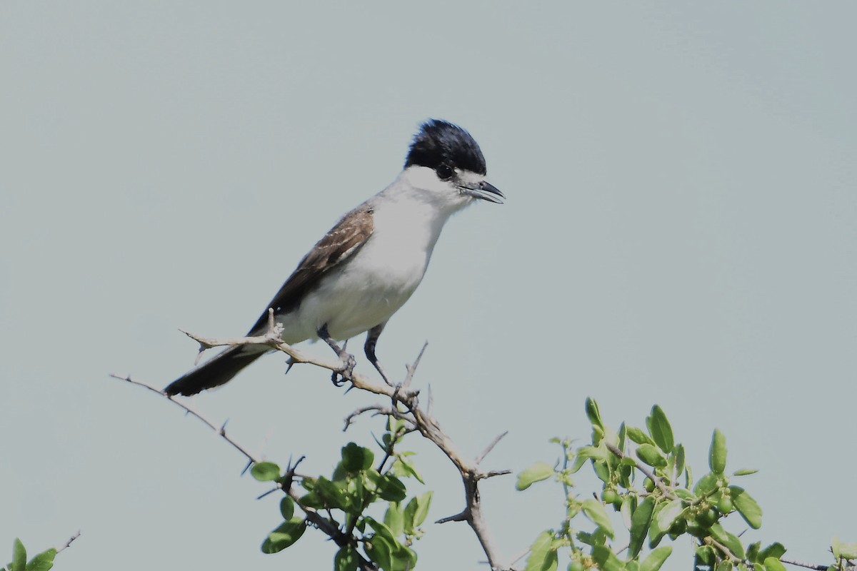 White-naped Xenopsaris - ML647483963