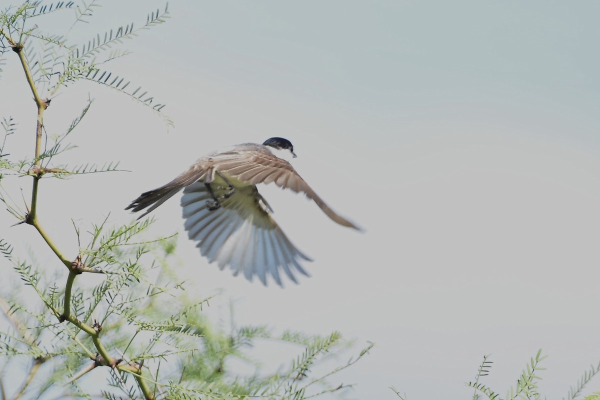 White-naped Xenopsaris - ML647483964