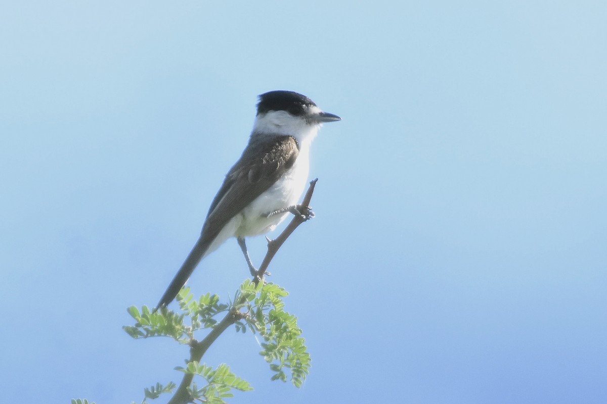 White-naped Xenopsaris - ML647483965