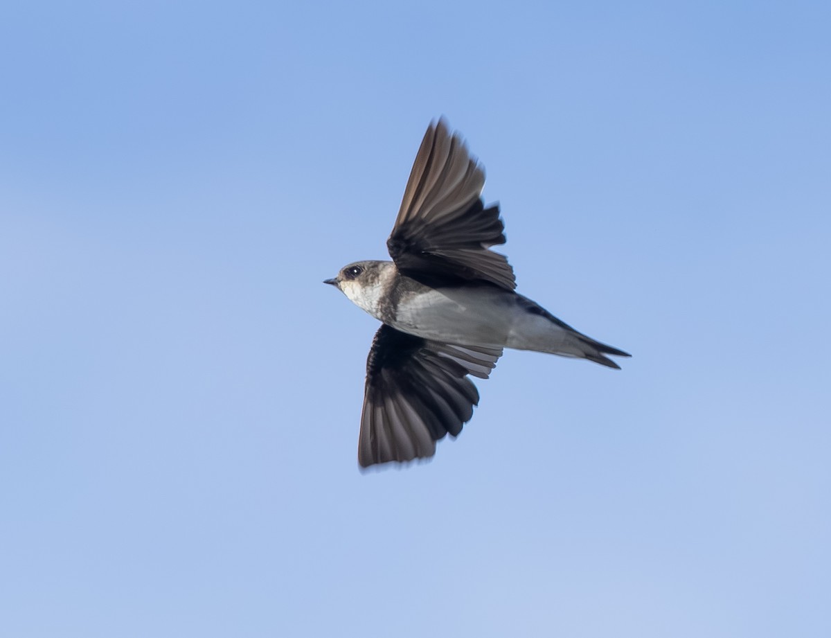 灰沙燕 - ML647483974