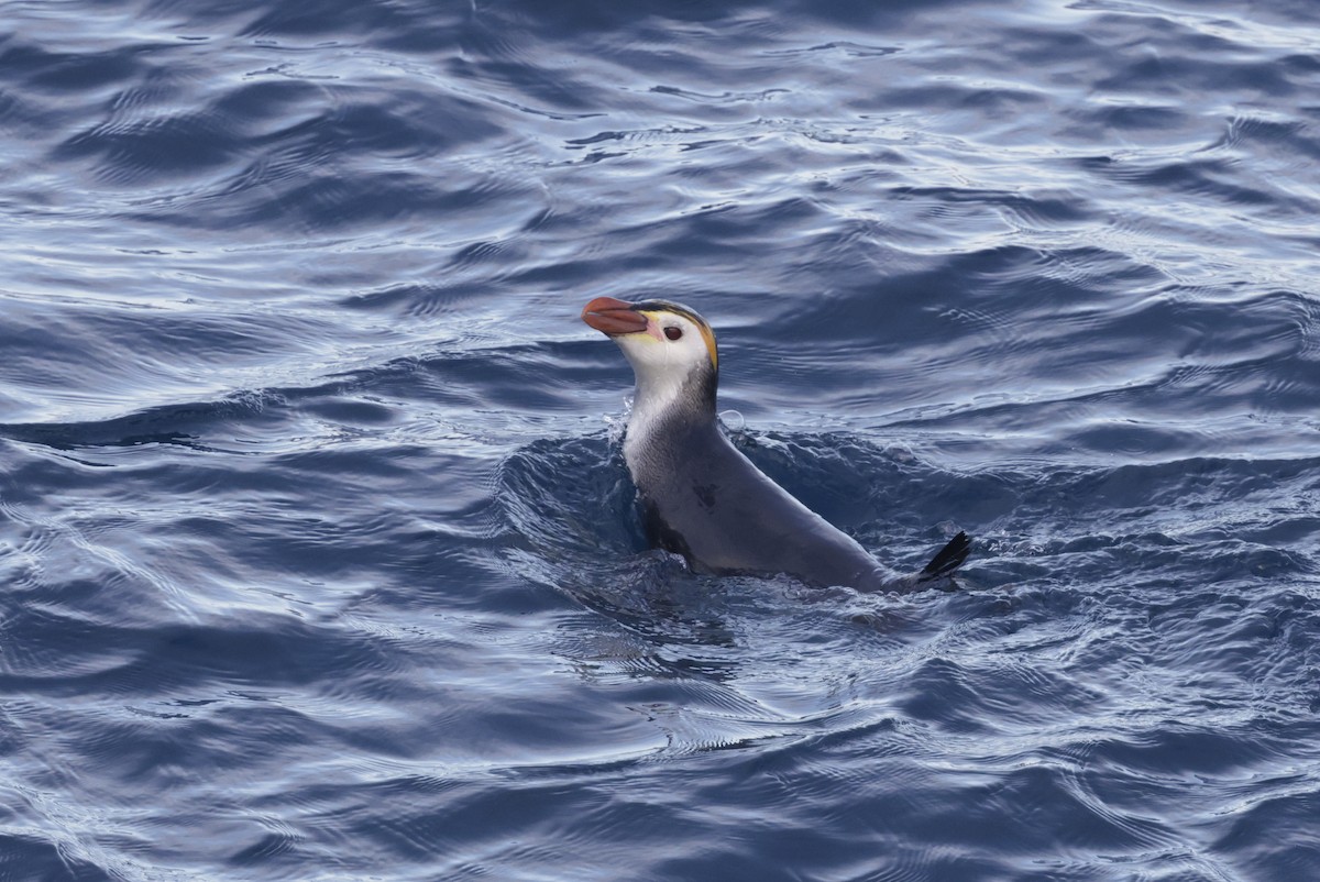 Royal Penguin - ML647483991