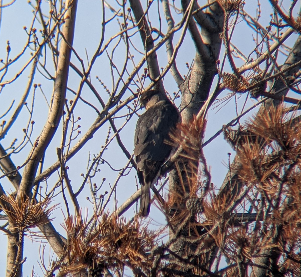 Cooper's Hawk - ML647483995