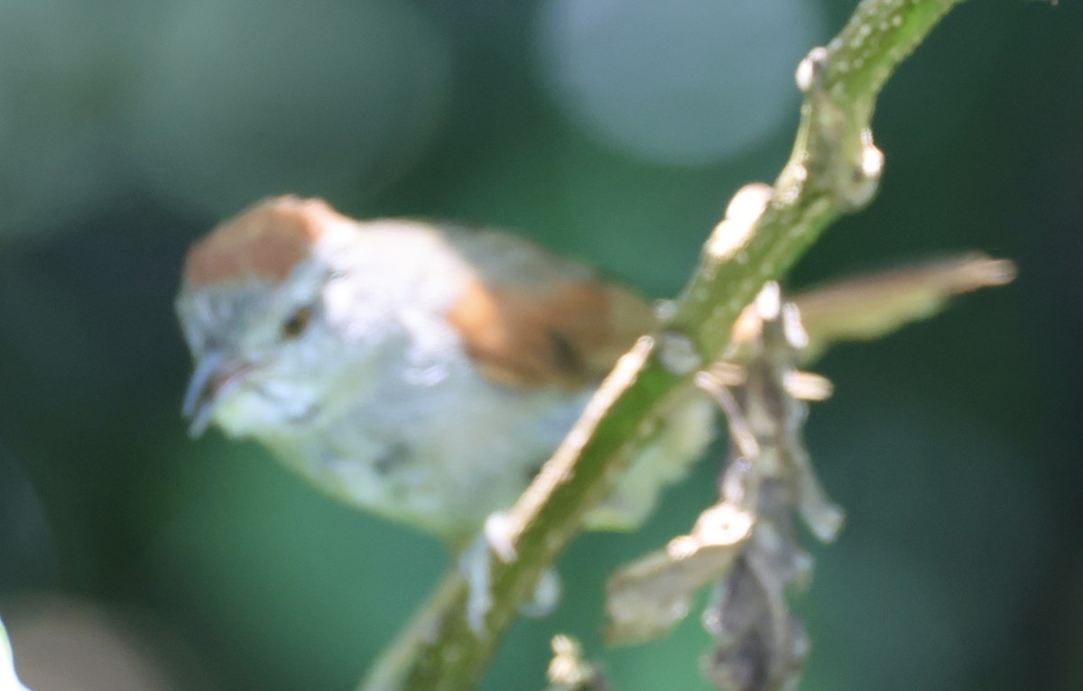 Sooty-fronted Spinetail - ML647483999