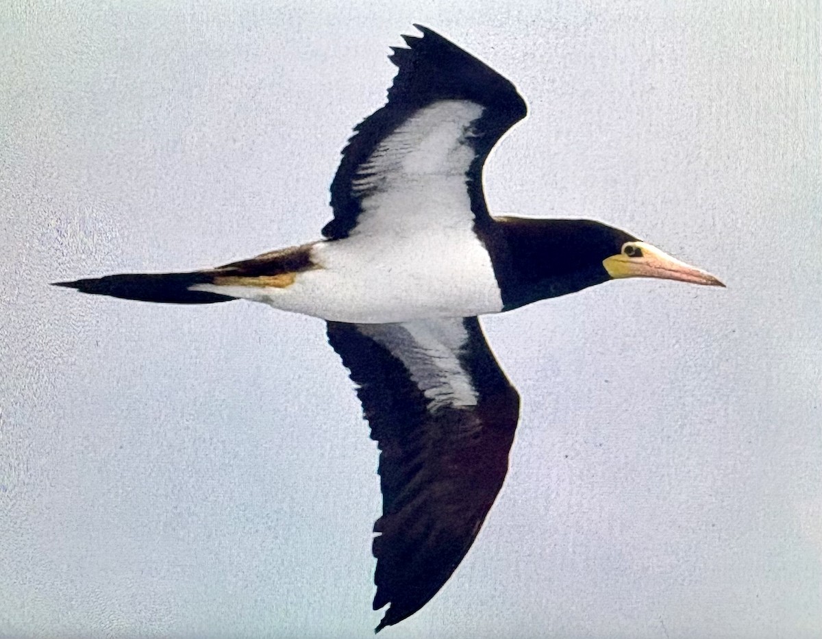 Сула білочерева - ML647484004