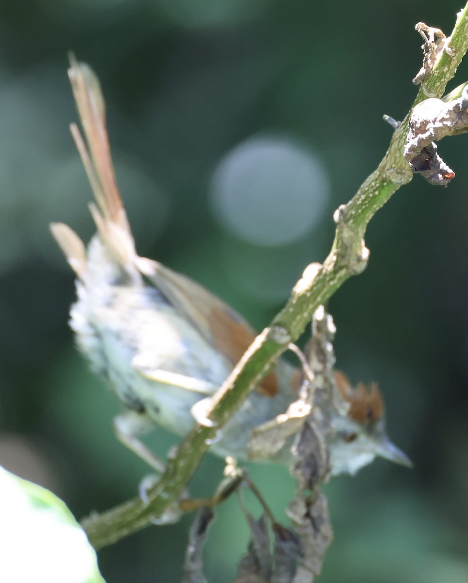 Sooty-fronted Spinetail - ML647484011