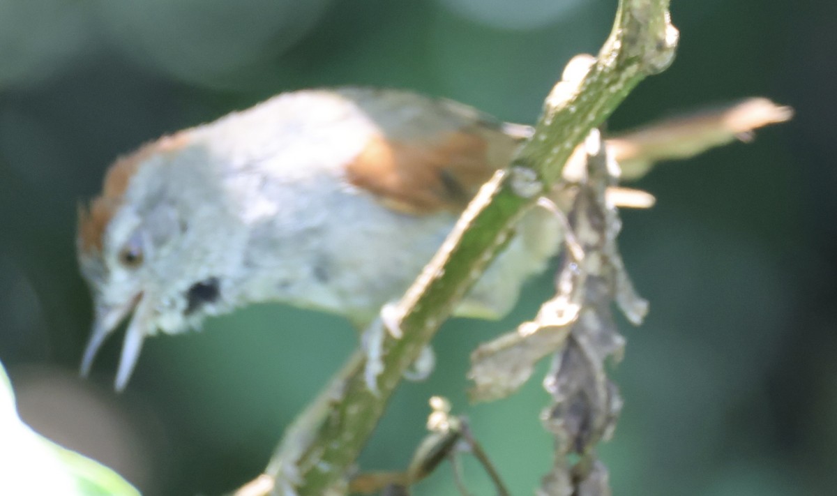 Sooty-fronted Spinetail - ML647484020