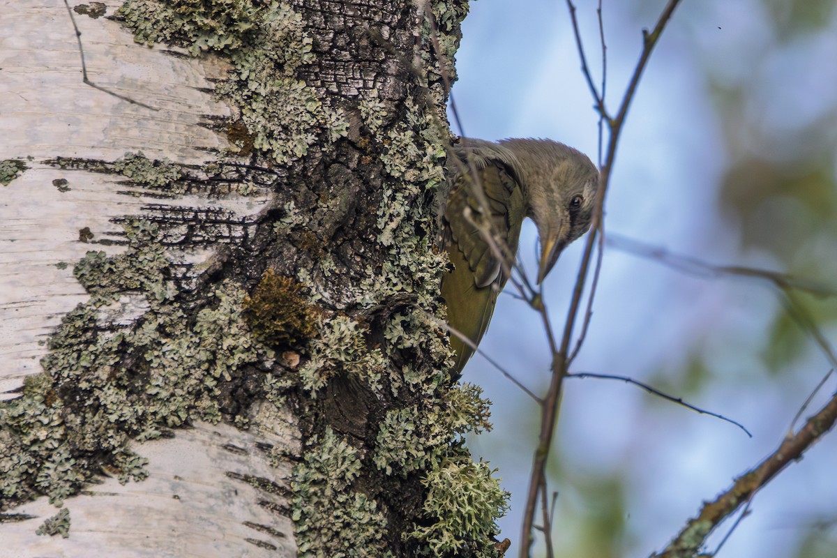 Pic cendré - ML647484021