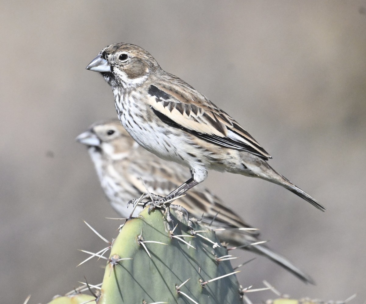 Lark Bunting - ML647484024