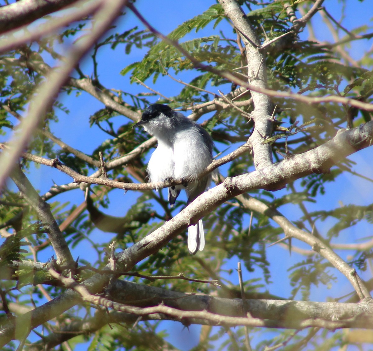 Tropical Gnatcatcher - ML647484045