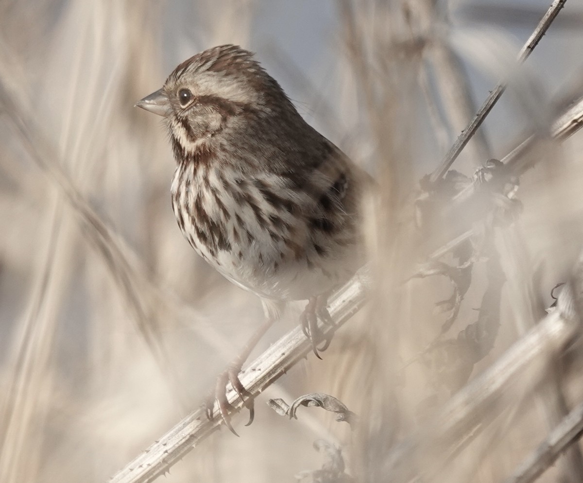 Song Sparrow - ML647484047