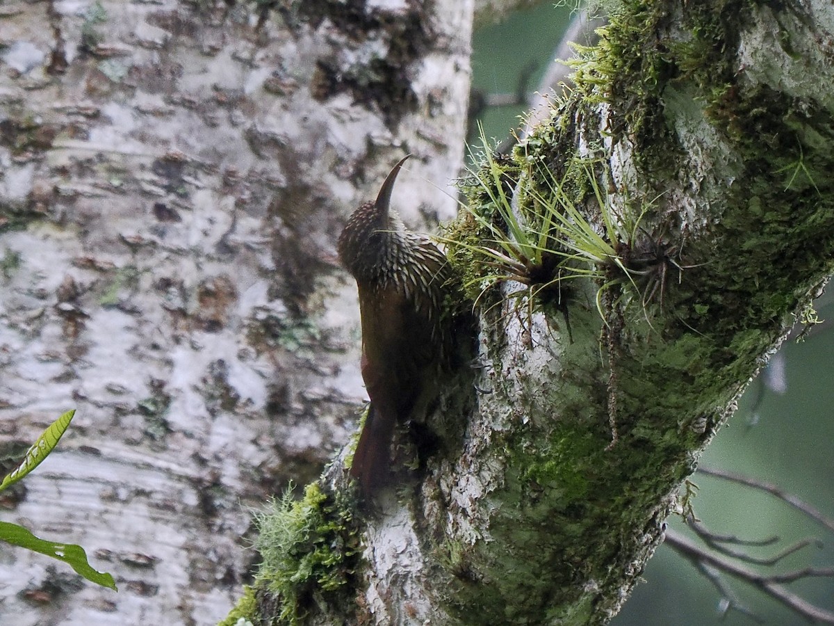 Dağ Tırmaşık - ML647484048