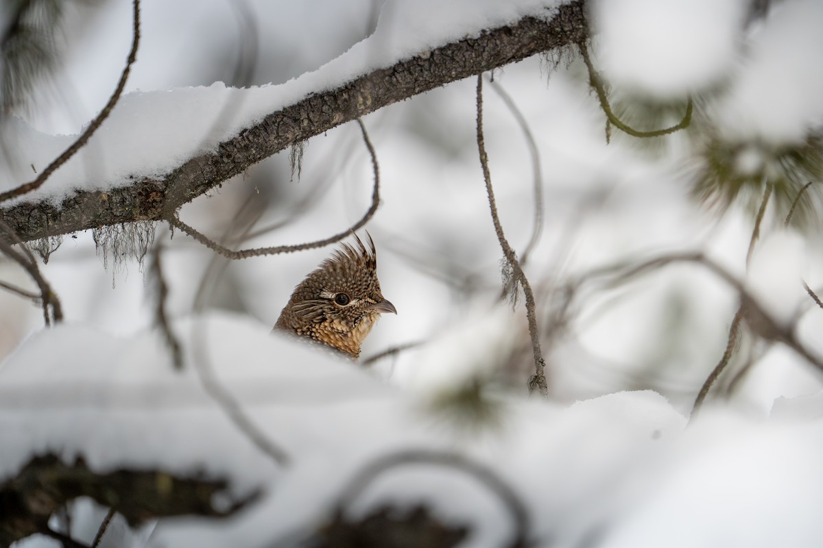 jeřábek kanadský - ML647484058