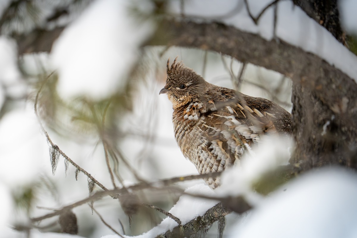 jeřábek kanadský - ML647484059