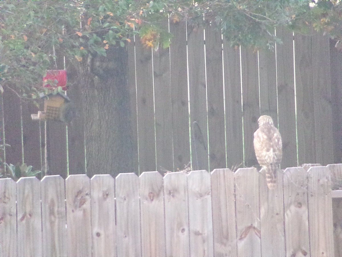 káně páskovaná - ML647484062