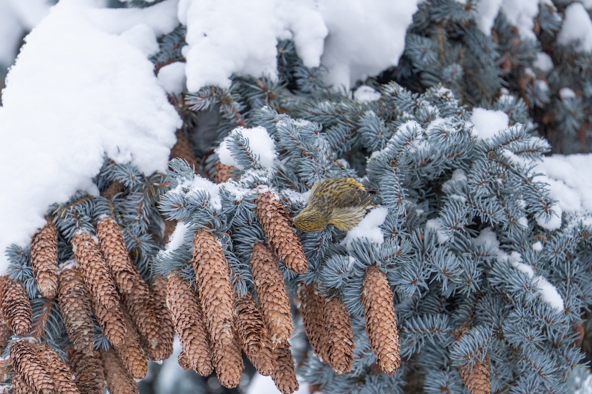 Шишкар ялиновий - ML647484066