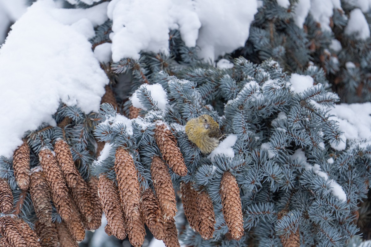 Шишкар ялиновий - ML647484067