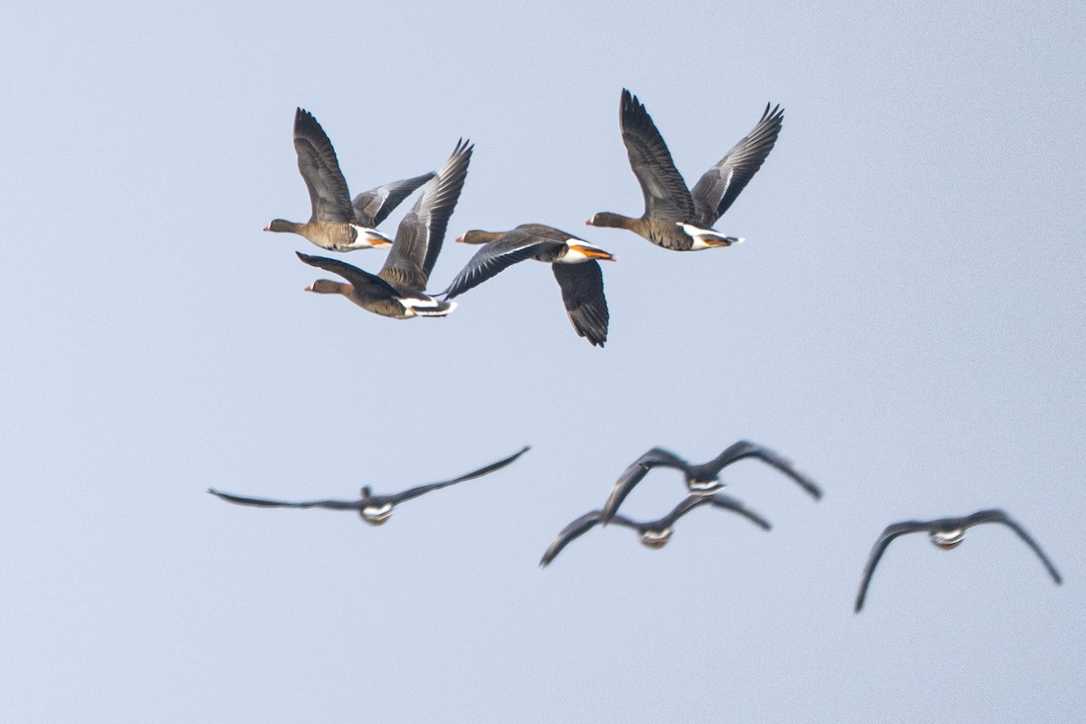 Гуска мала - ML647484068