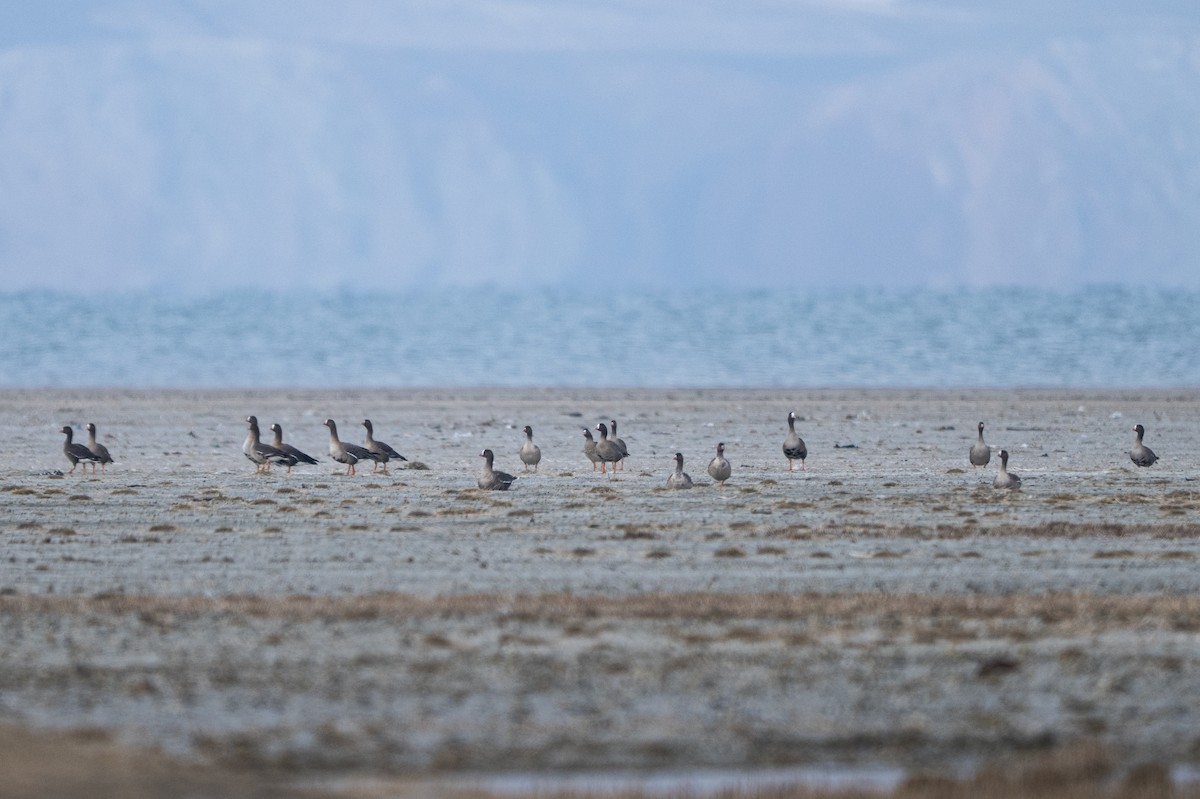 Гуска мала - ML647484069