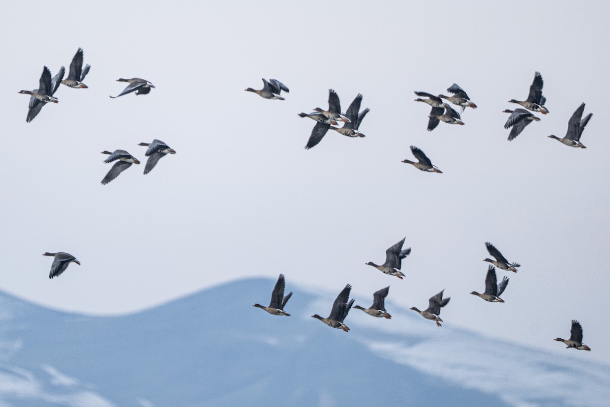 Гуска мала - ML647484070