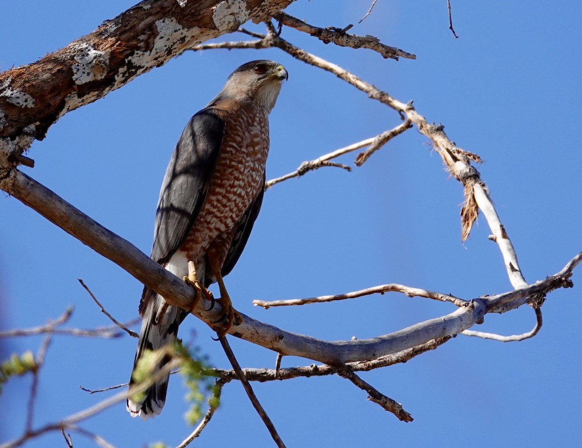 Cooper's Hawk - ML647484077