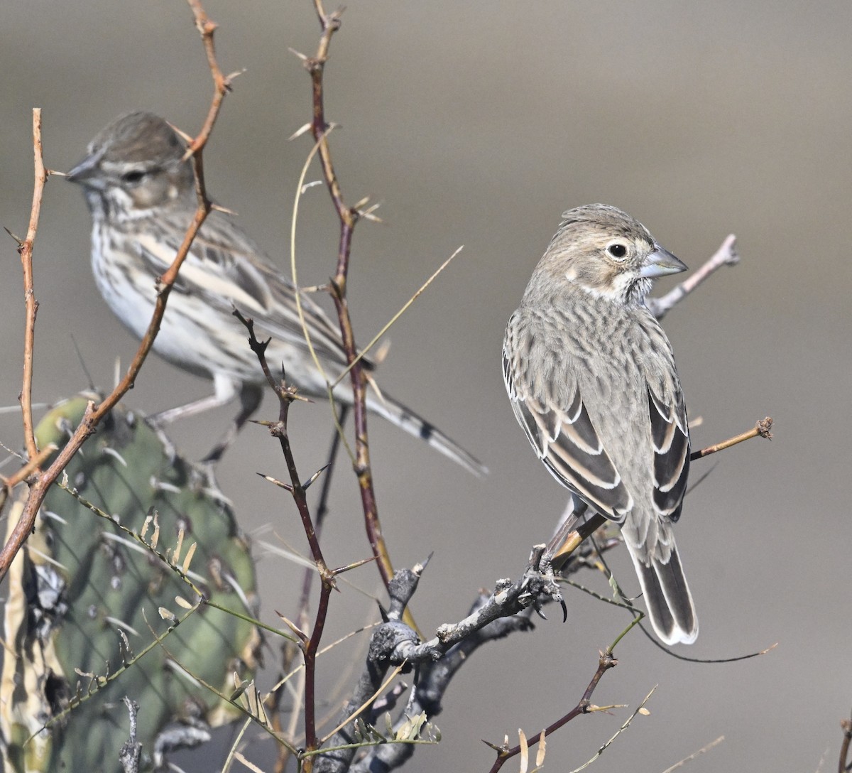 Lark Bunting - ML647484090