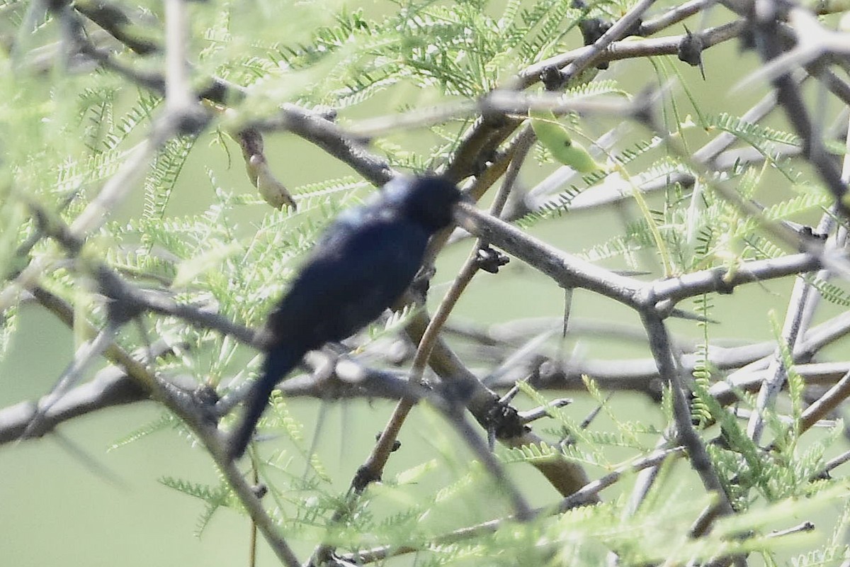 Якарина - ML647484092