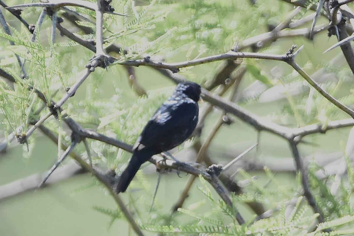 Якарина - ML647484094