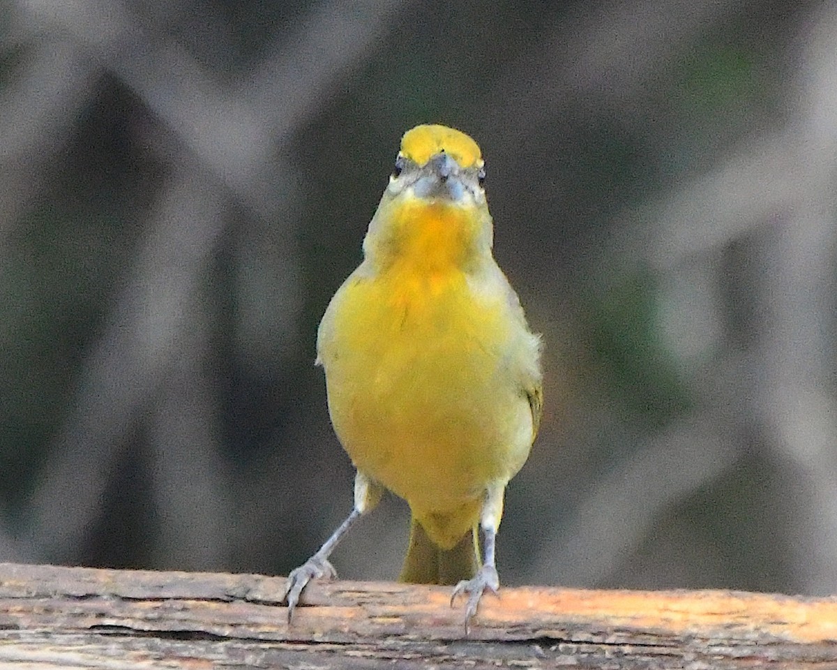 Піранга червона - ML647484098