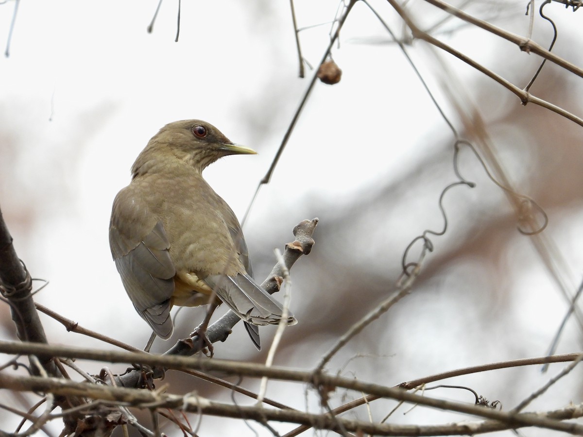 Дрізд бронзовий - ML647484100