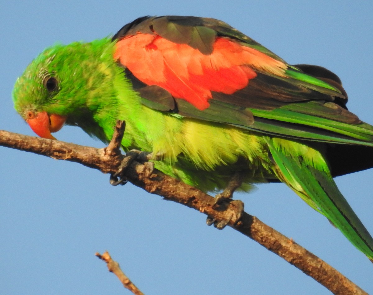 Папужець-червонокрил австралійський - ML647484101