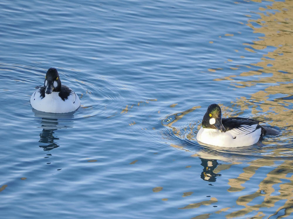 Гоголь зеленоголовий - ML647484106