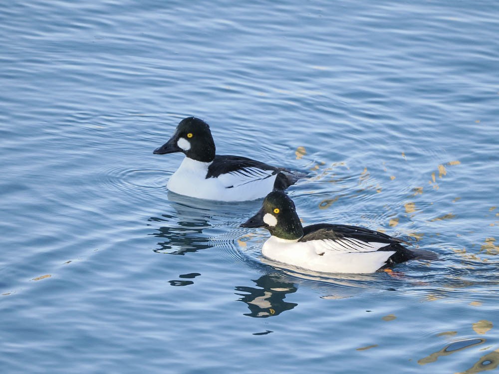 Гоголь зеленоголовий - ML647484107