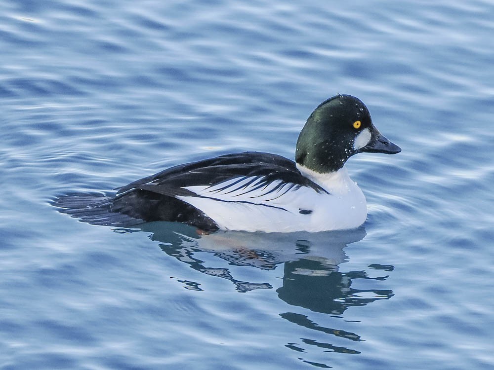 Гоголь зеленоголовий - ML647484108