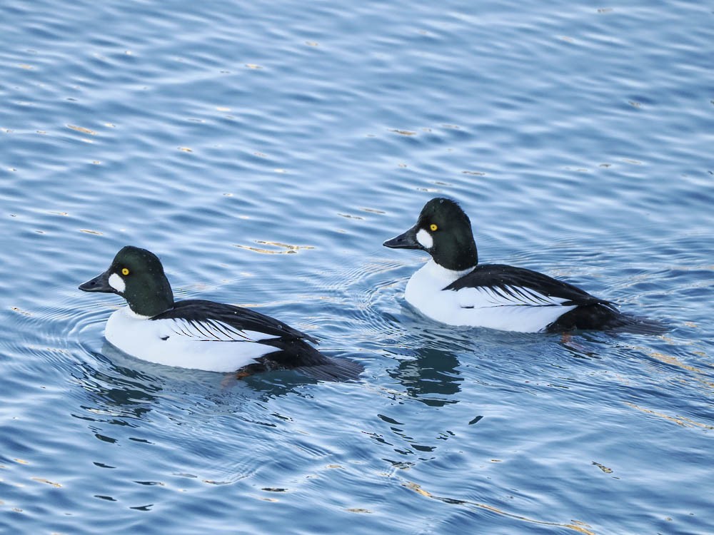 Гоголь зеленоголовий - ML647484109