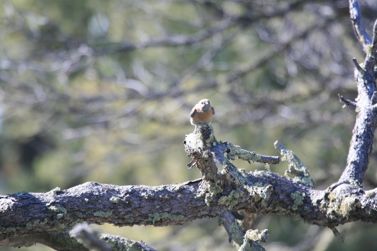 Блакитник західний - ML647484110
